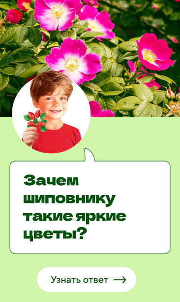 Зачем шиповнику такие яркие цветы?
