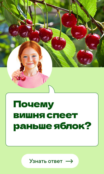 Почему вишня спеет раньше яблок?
