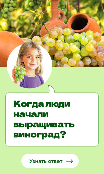 Когда люди начали выращивать виноград?