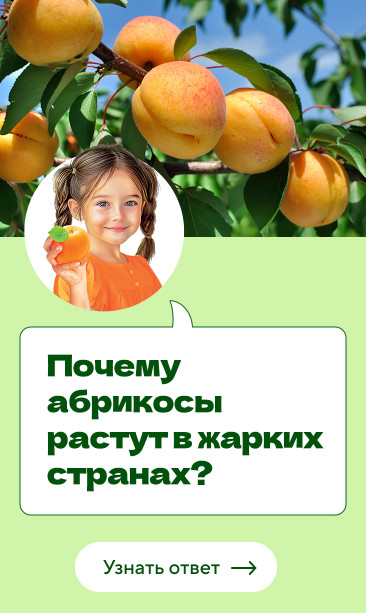Почему абрикосы растут в жарких странах?