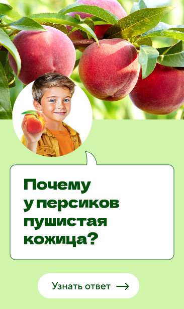 Почему у персиков пушистая кожица?