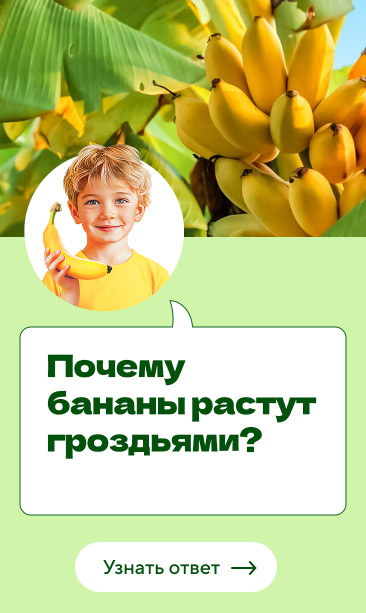 Почему бананы растут гроздьями?