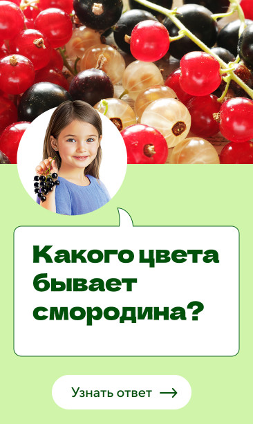 Какого цвета бывает смородина?